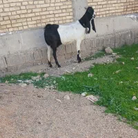 بز افغانی اصلی