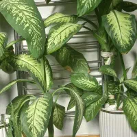 گل های بسیار زیبا