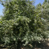 باغ ویلا همه چی تکمیل (بولاغ)|فروش زمین و ملک کلنگی|صالح آباد, |دیوار