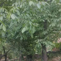زمین جاده چالوس
