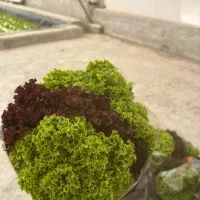 کاهو فرانسوی و بیبی اسفناج هیدرپونیک|خوردنی و آشامیدنی|اصفهان, جی شیر|دیوار