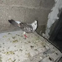2عدد کبوتر نر و ماده برای فروش