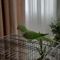 شاه طوطی