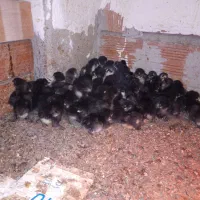 جوجه مرغ مرندی|حیوانات مزرعه|قائمشهر, |دیوار