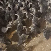 بوقلمون