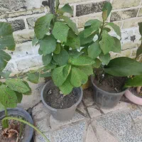 حراج گل بابا آدم
