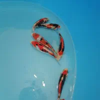 ماهی کوی نژاد|ماهی|یزد, |دیوار