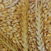 گندم دیم تمیز