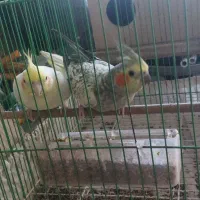 دوبچه طوطی عروس فریدونکنار|پرنده|فریدون‌کنار, |دیوار