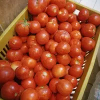گوجه دستچین سفت و درجه یک