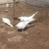 غاز محلی