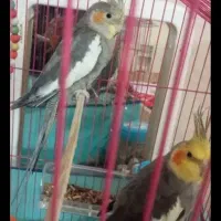 جفت عروس هلندی