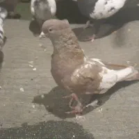 کفتر چپ و سینه ای|پرنده|تهران, شهرک استقلال|دیوار