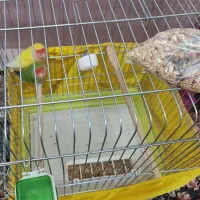 طوطی برزیلی|پرنده|سنندج, |دیوار
