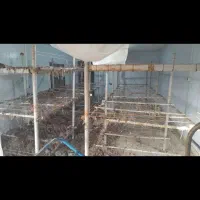 وسایل مورد نیاز پرورش قارچ|ابزارآلات|گرگان, |دیوار