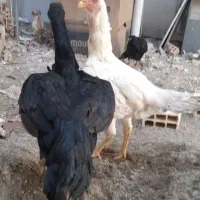 مرغ لاری