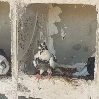 شاپر ماده