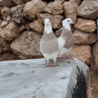 طوق|پرنده|کارزان, |دیوار