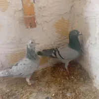 نروماده باجوجه|پرنده|اندیمشک, |دیوار