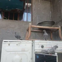 کفتر