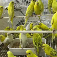 هلندی|پرنده|قشم, |دیوار