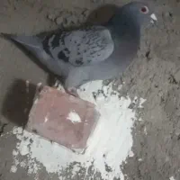 جفت کبوترپلاکی