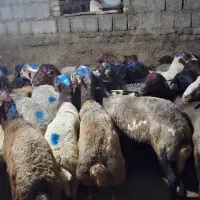 گوسفند وتکفروشی در کرج|حیوانات مزرعه|کرج, ساسانی (قلمستان)|دیوار