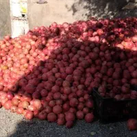 انار دانه سیاه