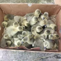 جوجه غاز و اردک محلی