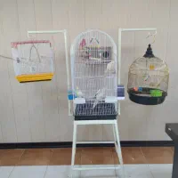 عروس هلندی به همراه قفس و استند