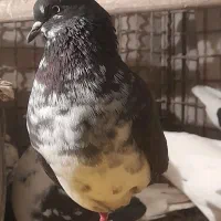 فروش ۷ یا ۸ تا کفتر