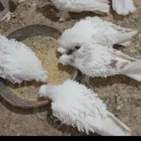 کبوترجکسون سفیدسیا معاوضه با هومریهودی دنش اسکندرو