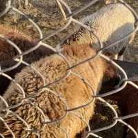 بره نر|حیوانات مزرعه|مرودشت, ثبت احوال|دیوار