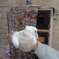 کبوتر طوقی زرد