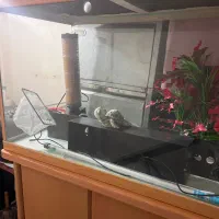 آکواریوم همراه بامیز|ماهی|رشت, استقامت ۲|دیوار