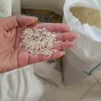 برنج طارم هاشمی