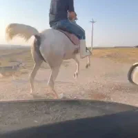 اسب