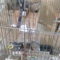 عروس هلندی مولد با ۵جوجه به بالاترین پیشنهاد|پرنده|محمدشهر, شهرک پیام (مهرالبرز)|دیوار