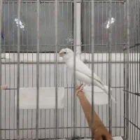 قناری‌سوپر