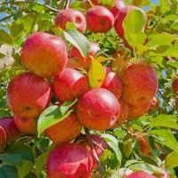 نهال سیب گالا|خدمات باغبانی و درختکاری|هشترود, |دیوار