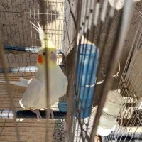 فروش عروس هلندی لوتینو|پرنده|بیضا, |دیوار