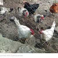 خروس جوان و زیبا گردن لختی