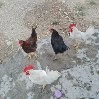 2 جفت مرغ و خروس معاوضه هم می کنم