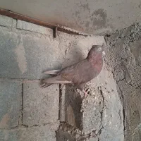 کبوتر یک سر صرب و ابادانی چشم نوک سفید درجه ۱|پرنده|شهرضا, |دیوار