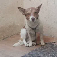 واگذاری سگ اشپیتز پا کوتاه