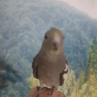 طوطی هلندی|پرنده|قزوین, |دیوار