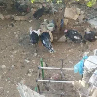 بوقلمون|حیوانات مزرعه|دهدشت, |دیوار