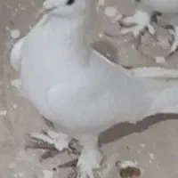 کبوتر لوتی غیرتی ذات خوب