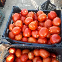زمین اجاره کشاورزی برای سیر