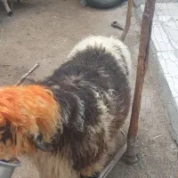 بره نر بختیاری روزگاری  بزری